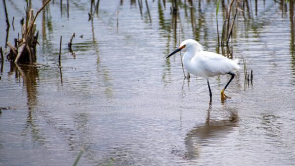 Snowy Egret