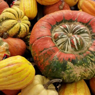 Turban Squash