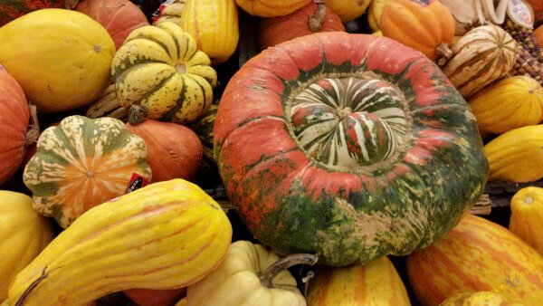 Turban Squash