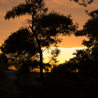 Sunset Silhouette