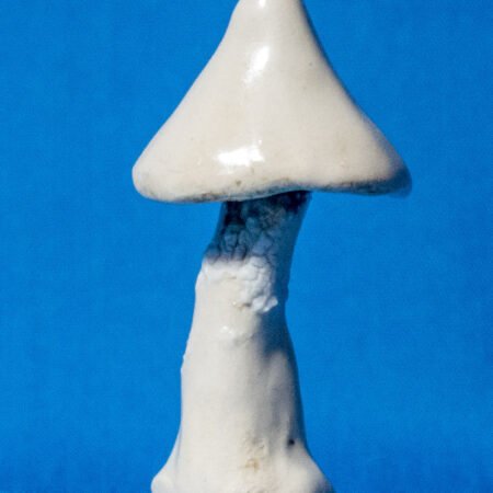 Tall Pointy Mushroom